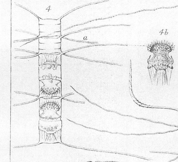 Chaetoceros Lauderi Orig Illus