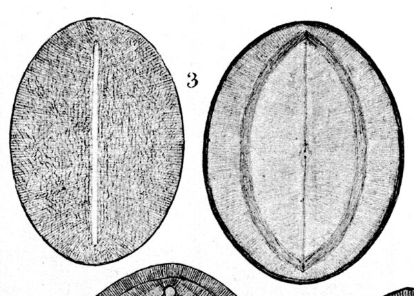 Cocconeis Grovei A Schmidt