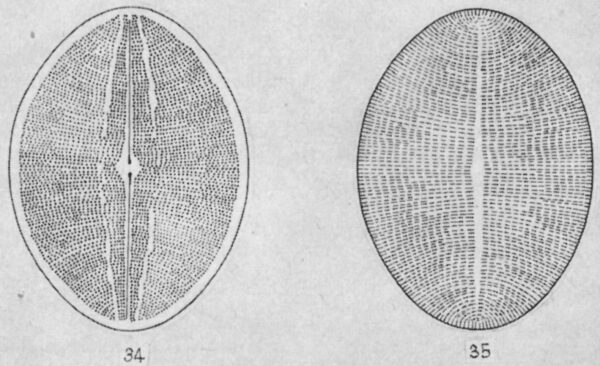 Cocconeis rugosa orig illus