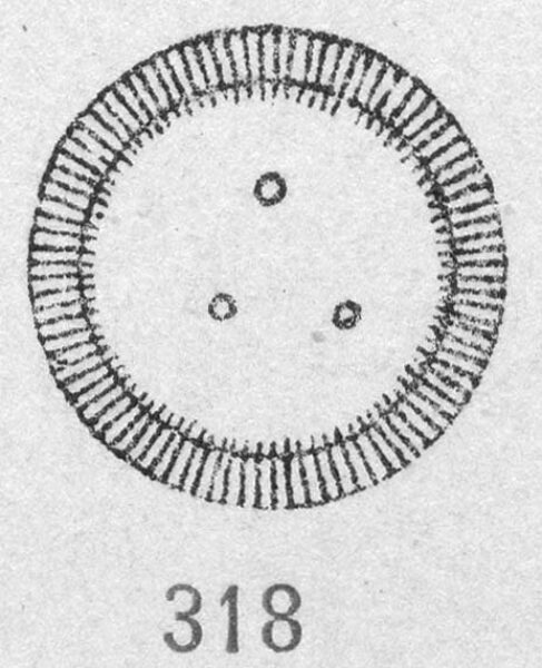  Cyclotella ocellata orig illus