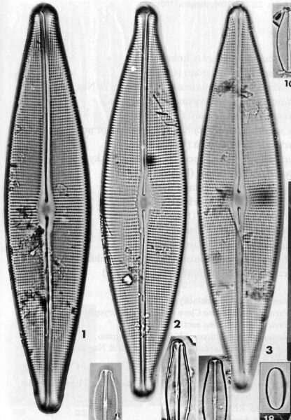 Craticula acidoclinata orig illus