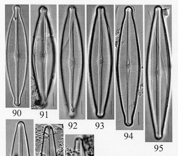 Craticula johnstoniae orig illus