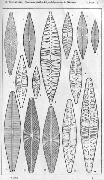 Navicula pampeana orig illus 2