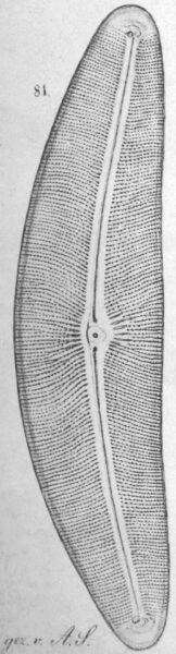 Cocconema janischii orig illus