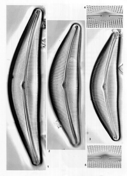 Frustulia lanceolata orig illus