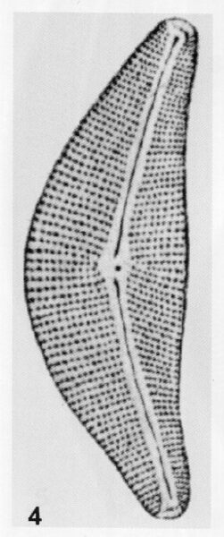 Cymbella mexicana var. kamtschatica orig illus