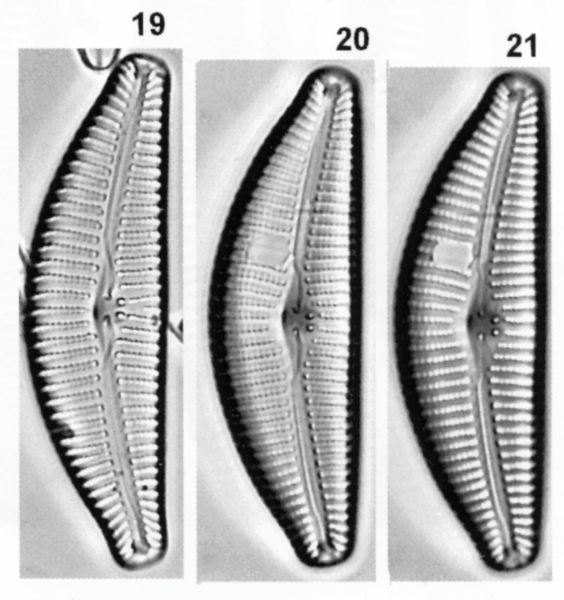 Cymbella subturgidula orig illus