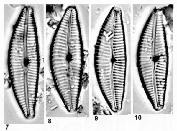 Cymbella tropica orig illus