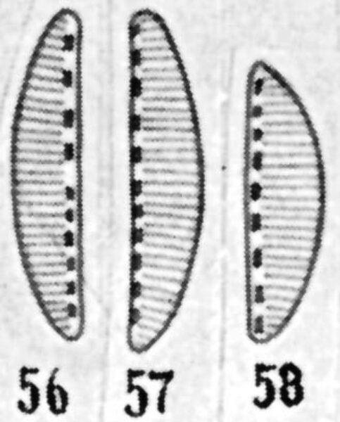 Cymbellonitzschia diluviana orig illus