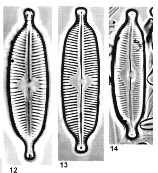 Cymbopleura elliptica orig illus