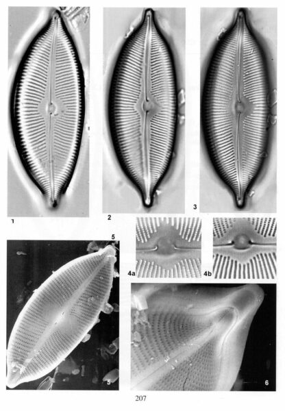 Cymbopleura apiculata orig illus