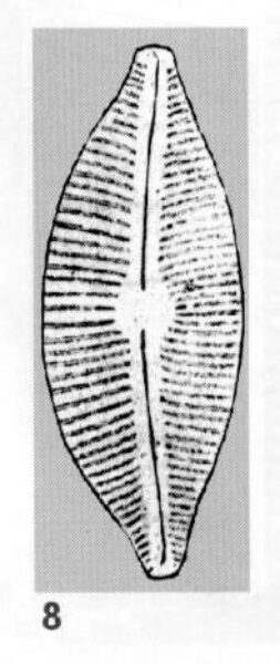 Cymbella lata orig illus