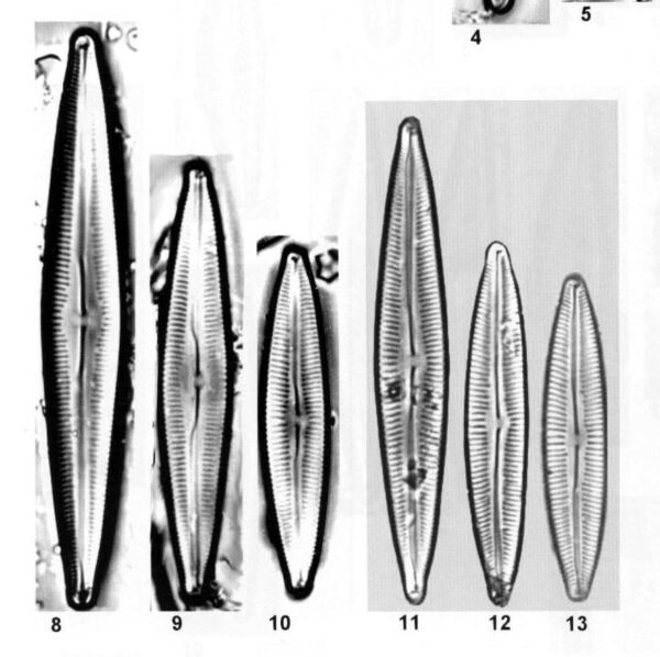 Cymbopleura metzeltinii orig illus