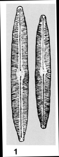 Cymbopleura incertiformis var. linearis orig illus