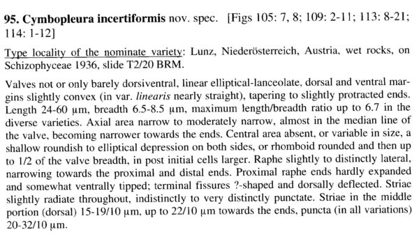 Cymbopleura incertiformis orig desc