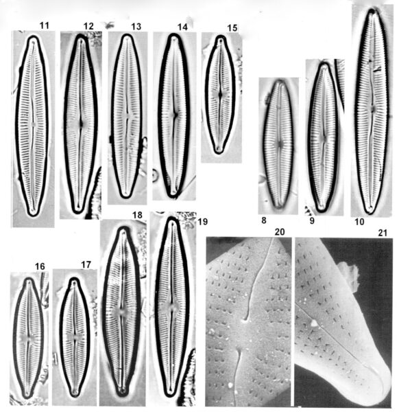 Cymbopleura incertiformis orig illus