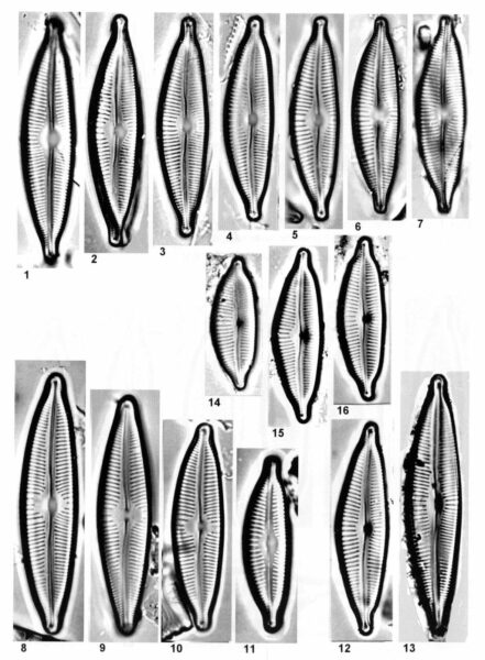 Cymbopleura sublanceolata orig illus