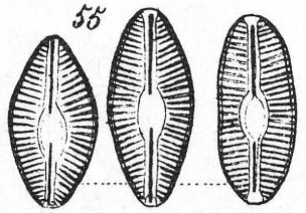 Diploneia elliptica orig illus