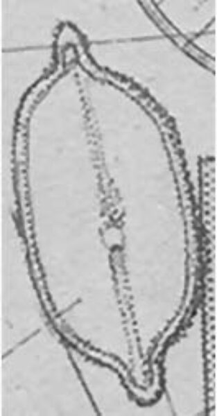 Decussata placenta orig illus