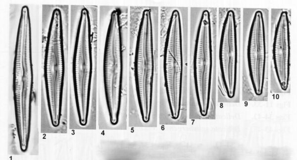 Delicata Alpestris Origimag001