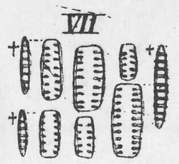 Denticula tenuis orig illus