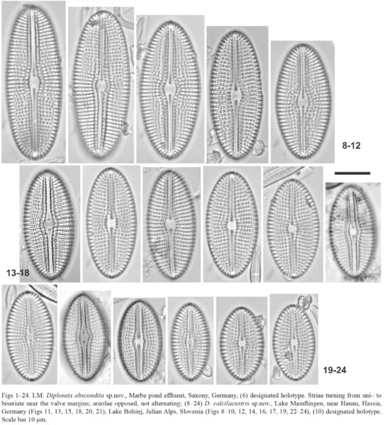 Diploneis Calcilacustris Orig Illus