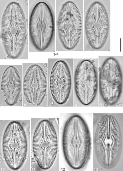 Diploneis mollenhaueri Orig Illus