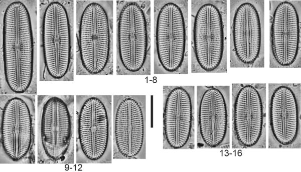 Diploneis potapovae Orig Illus