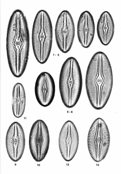 Diploneis krammeri orig desc 2