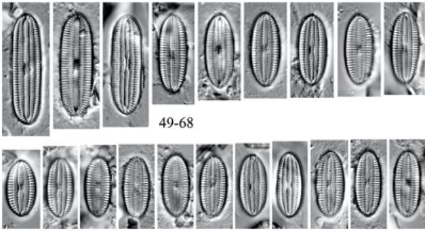 Diploneis submarginestriata orig illus