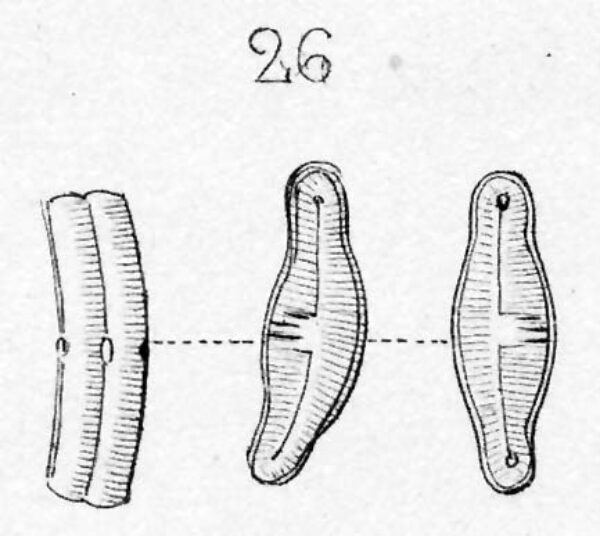 Eucocconeis alpestris orig illus 2