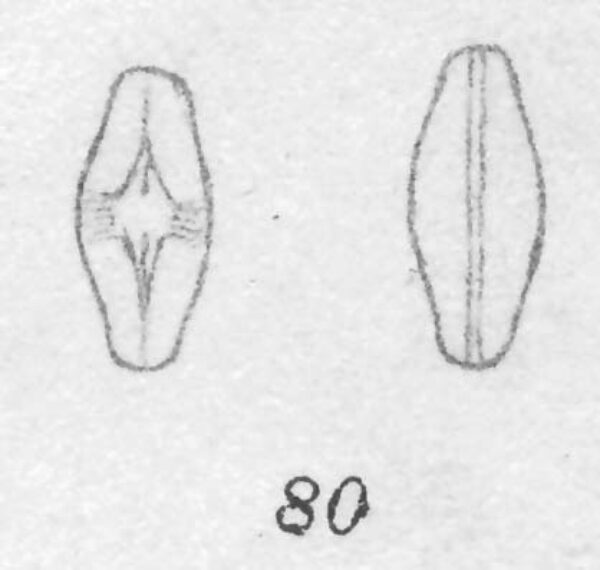 Eucocconeis laevis orig illus