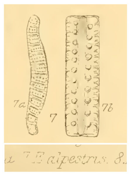 E alpestris orig illus