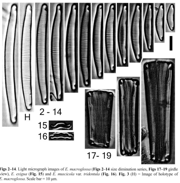 Eunotia macroglossa orig illus