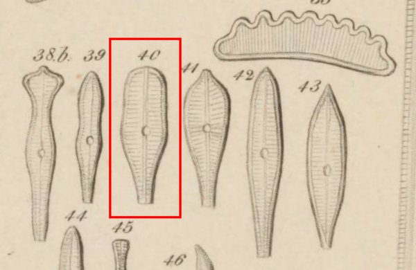 Ehrenberg 1854 T2 fig40