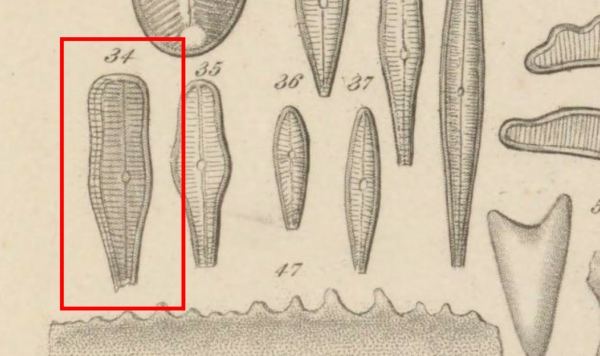 Ehrenberg 1854 T4 fig34