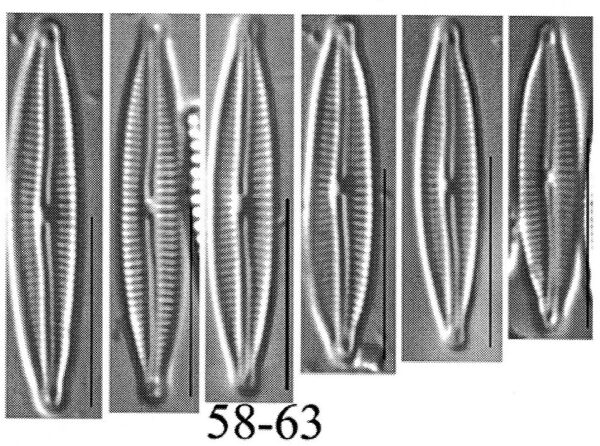 Encyo Anacondae Origimag Cropped