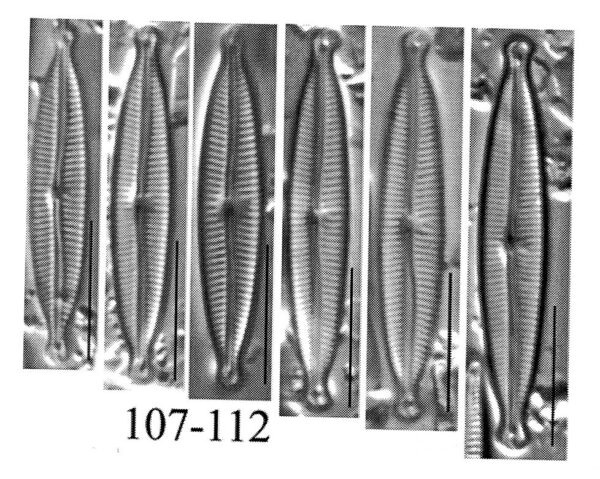 Encyonopsis czarneckii orig illus