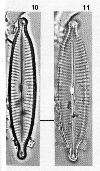 Navicula descripta orig illus