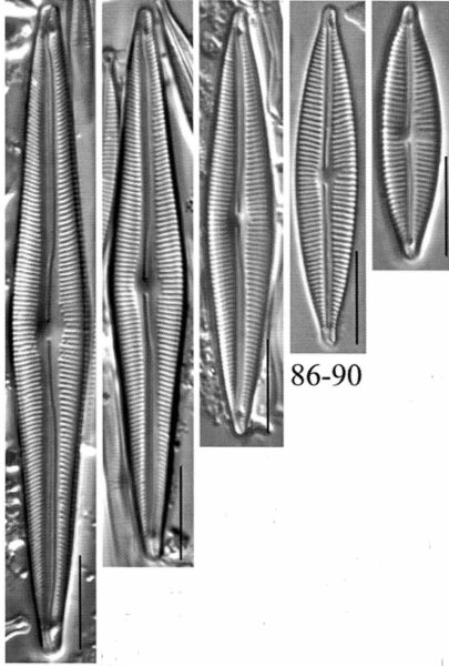 Encyonopsis montana orig illus