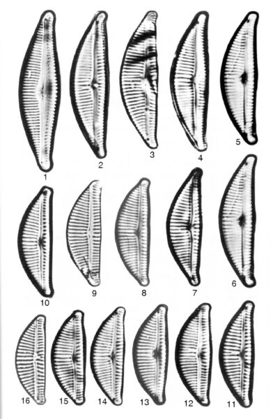 Encyonema lange-bertalotii orig illus