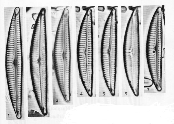 Encyonema neogracile orig illus 2