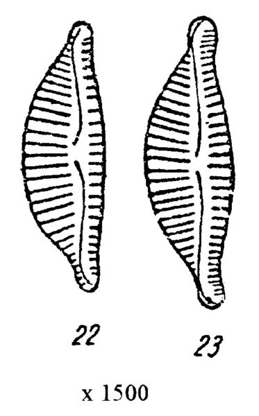 Encyonema obscurum orig illus 2