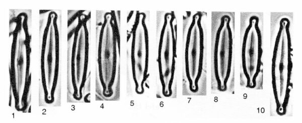 Encyonopsis alpina orig illus 2