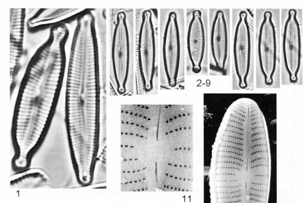 Encyonopsis alpina orig illus 3