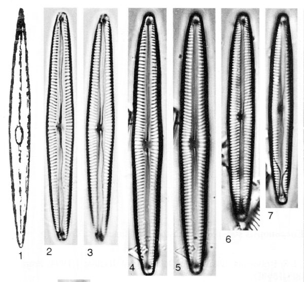 Encyonopsis Neoamphioxys Origimag002