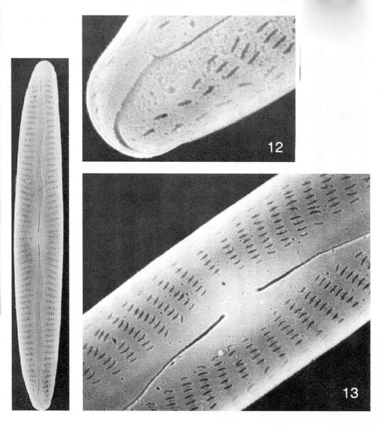 Encyonopsis Neoamphioxys Origimag003