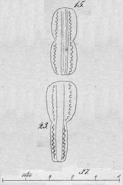 Entomoneis ornata orig illus