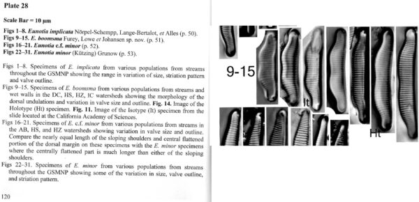 Eunotia boomsma orig illus