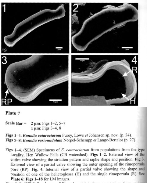 Eunotia cataractarum orig illus 2